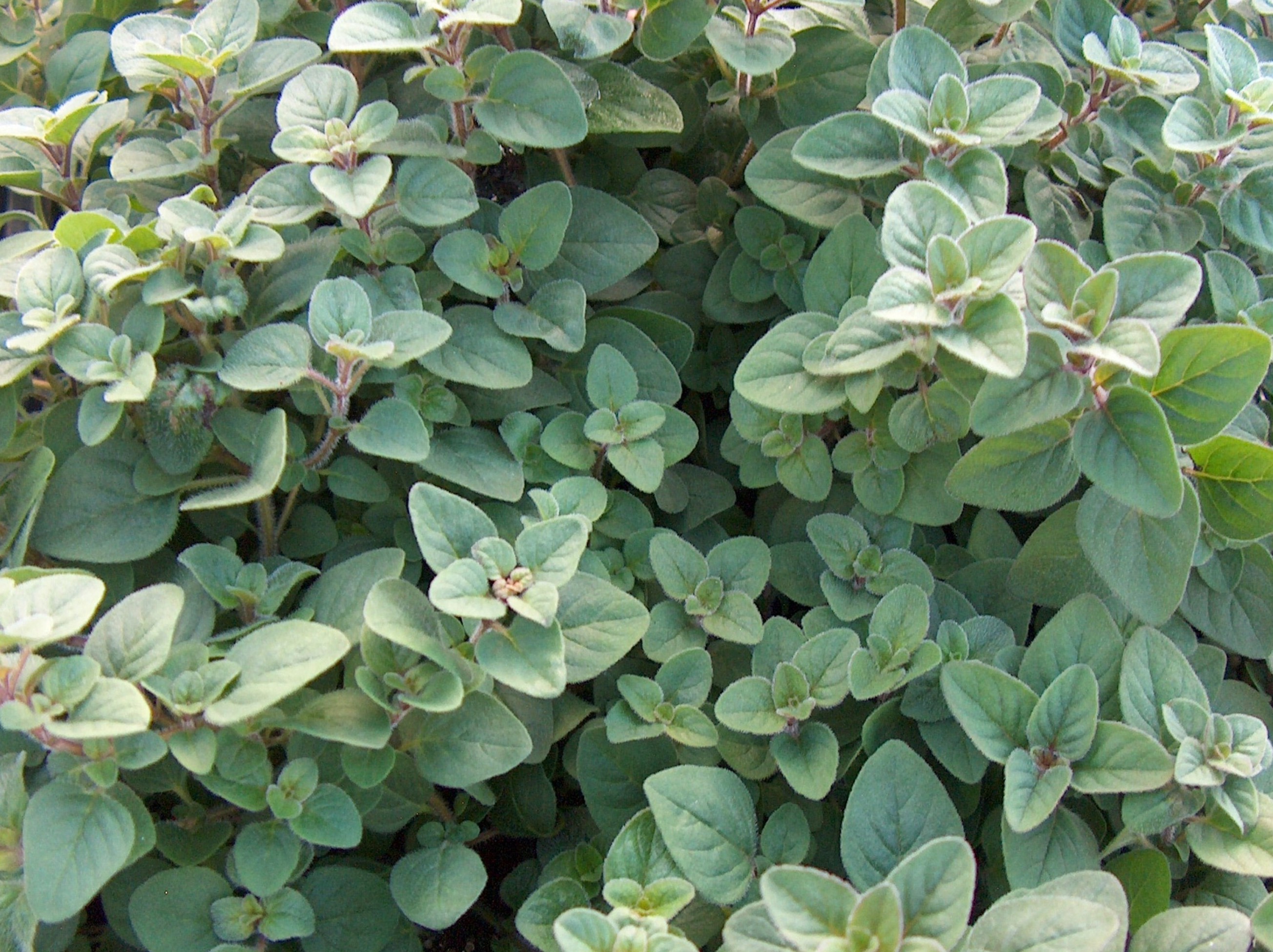 Online Plant Guide Origanum vulgare hirtum / Greek Oregano